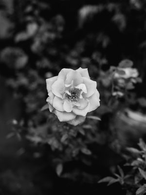 Black and white, flower photo shot on a Fujifilm X100V, November 2022.