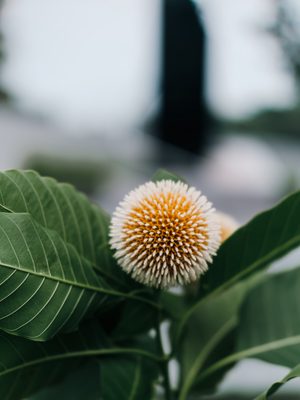 Flower shot on a Fujifilm X-T3, May 2022.