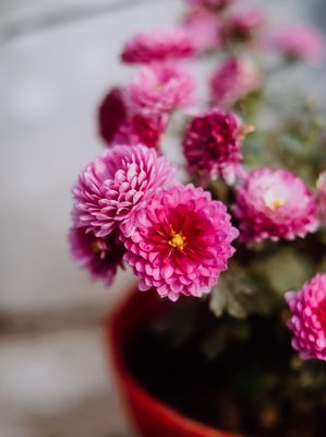 Flower shot on a Fujifilm X-E4, January 2024.