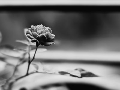 Black and white, flower shot on a Fujifilm X-E4, March 2023.