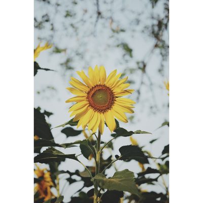 Flower shot on a Fujifilm X-T5, February 2024.