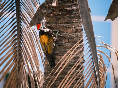 Birds and wildlife shot on a Fujifilm X-E4, March 2022.