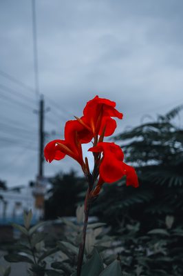 Flower shot on a Fujifilm X-E4, July 2022.