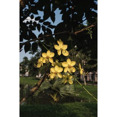 Flower shot on a Fujifilm X100VI, June 2025.