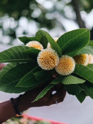Flower shot on a Fujifilm X-T3, May 2022.