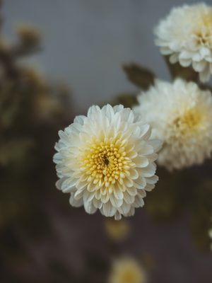 Flower photo shot on a Fujifilm X100V, December 2023.