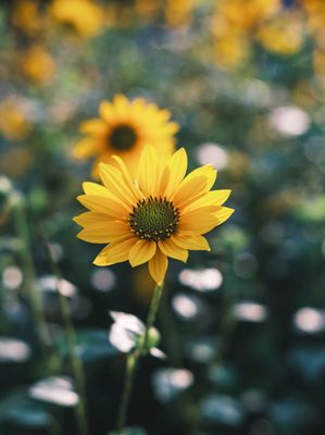 Flower shot on a Fujifilm X-E4, May 2022.