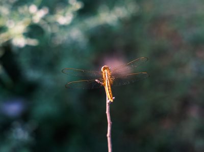 Macro shot on a Fujifilm X-E4, May 2022.